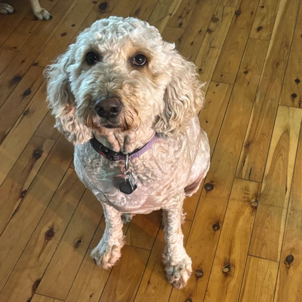 AMANDA is Live !! 💙💙 This Flyer to Be Notified When I Go Live 🦋🥰💖 - Picture 7 of 14